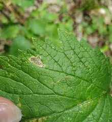 Calycomyza verbenae