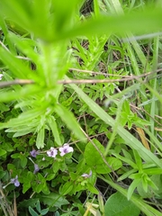 Dyschoriste linearis