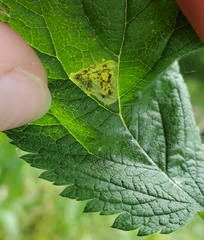 Calycomyza verbenae