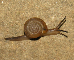 Phaulocystis simplex