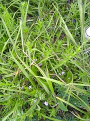 Dyschoriste linearis