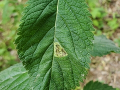 Calycomyza verbenae