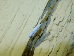 Phycitodes lacteella