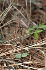Neottia bifolia