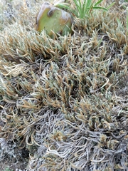Selaginella corallina