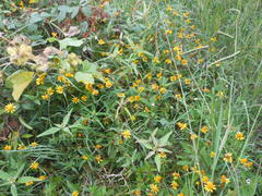 Acmella oppositifolia