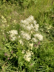 Thalictrum lucidum