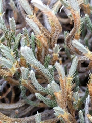 Selaginella corallina