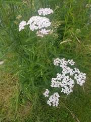 Achillea millefolium