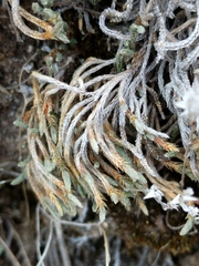Selaginella corallina