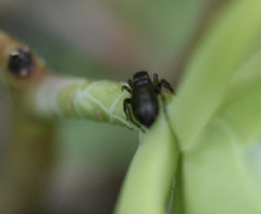 Segestria florentina