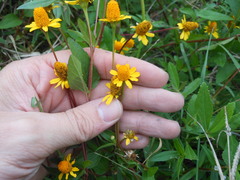 Acmella oppositifolia