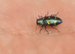 Chrysobothris chrysoela