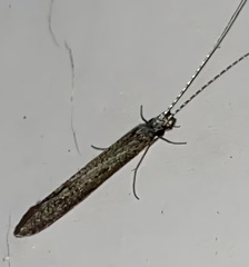 Leptocerus americanus