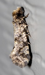 Amydria margoriella