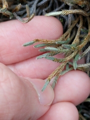Selaginella corallina