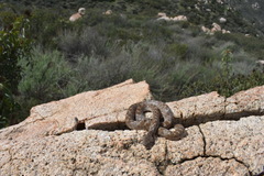 Hypsiglena ochrorhynchus klauberi