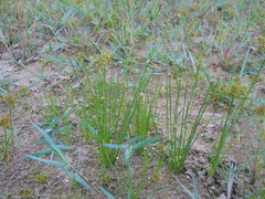 Eleocharis albida