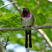 Mexican Sheartail - Photo (c) Aurelio Molina Hernández., some rights reserved (CC BY-NC), uploaded by Aurelio Molina Hernández.