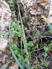 Galium texense