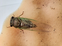 Neotibicen lyricen