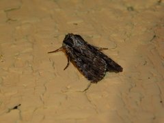 Dichagyris signifera
