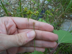 Eleocharis albida