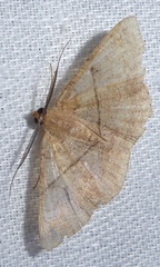 Petelia delostigma