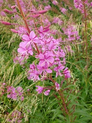 Chamaenerion angustifolium
