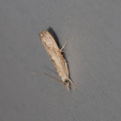 Culladia hastiferalis