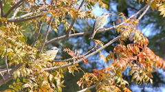 Tyrannus melancholicus