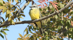 Tyrannus melancholicus