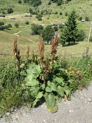 Rumex alpinus