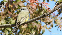 Tyrannus melancholicus