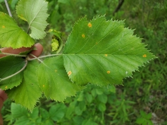 Crataegus submollis