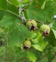 Crataegus submollis