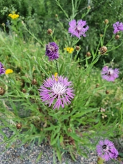 Centaurea jacea