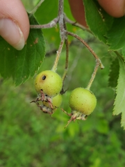 Crataegus submollis
