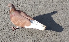 Columba livia domestica