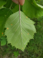 Crataegus submollis