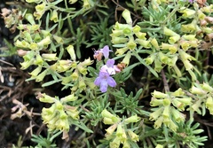 Thymus caespititius