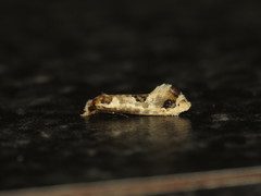 Moerarchis inconcisella