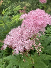 Filipendula rubra