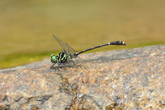 Burmagomphus vermicularis