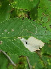 Stigmella multispicata