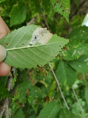 Stigmella multispicata