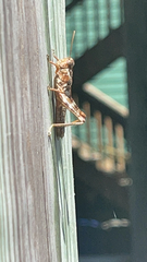 Melanoplus punctulatus