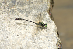 Burmagomphus vermicularis