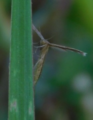 Exelastis montischristi