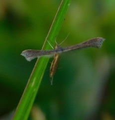 Exelastis montischristi